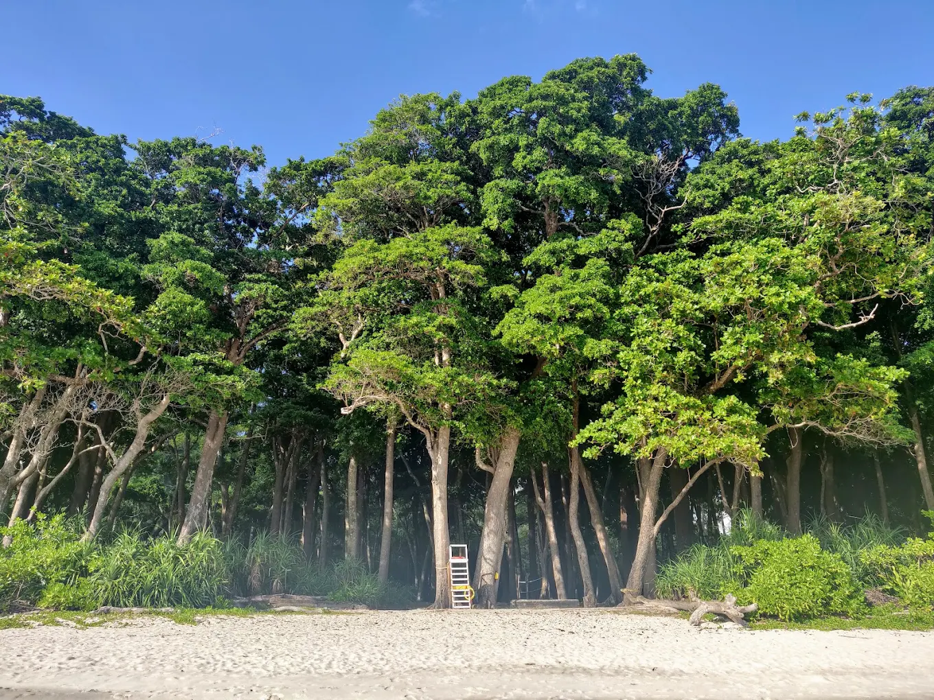 Barefoot Jungle resort .webp